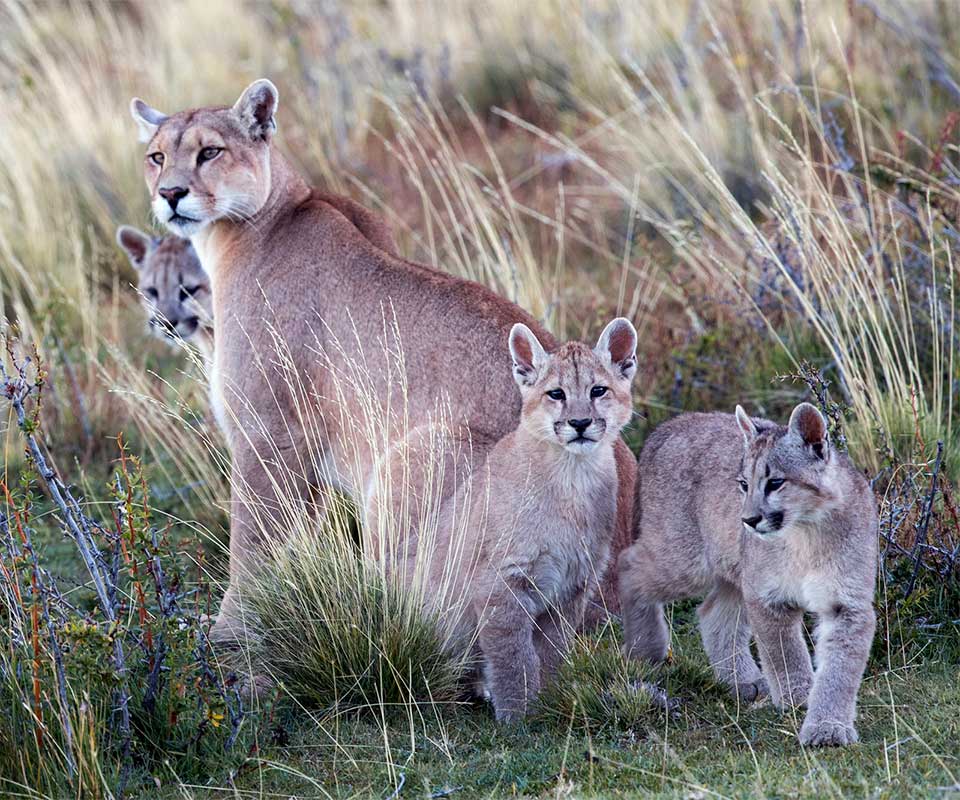 Protect Mountain Lions from Trapping